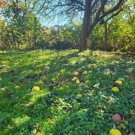 Birsalmafa Vendeghaz * Bajansenye