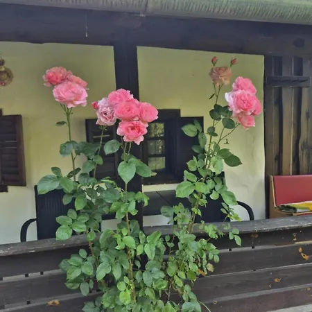 Birsalmafa Vendeghaz *