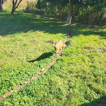 Birsalmafa Vendeghaz Апартаменты Bajansenye